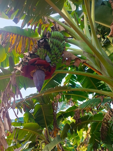 Plantain