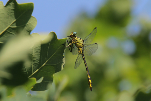 River Clubtail photo 5