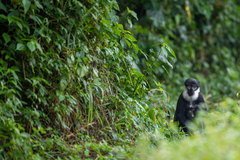 Allochrocebus lhoesti