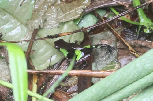 Guibé's Mantella, Mantella nigricans