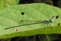 Prodasineura hoffmanni