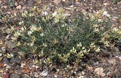Astragalus neokarelinianus