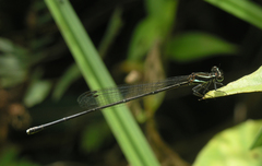 Prodasineura hoffmanni