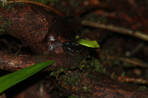 Arboreal Mantella, Mantella laevigata