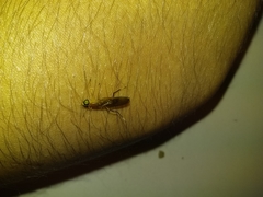 Ptecticus testaceus