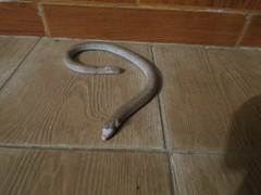 Amphisbaena bolivica