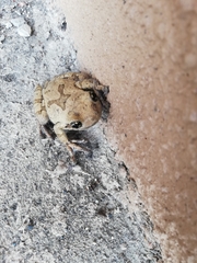 Trachycephalus quadrangulum