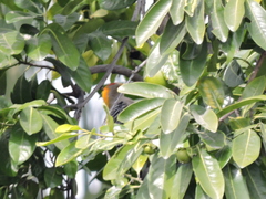 Melanerpes aurifrons