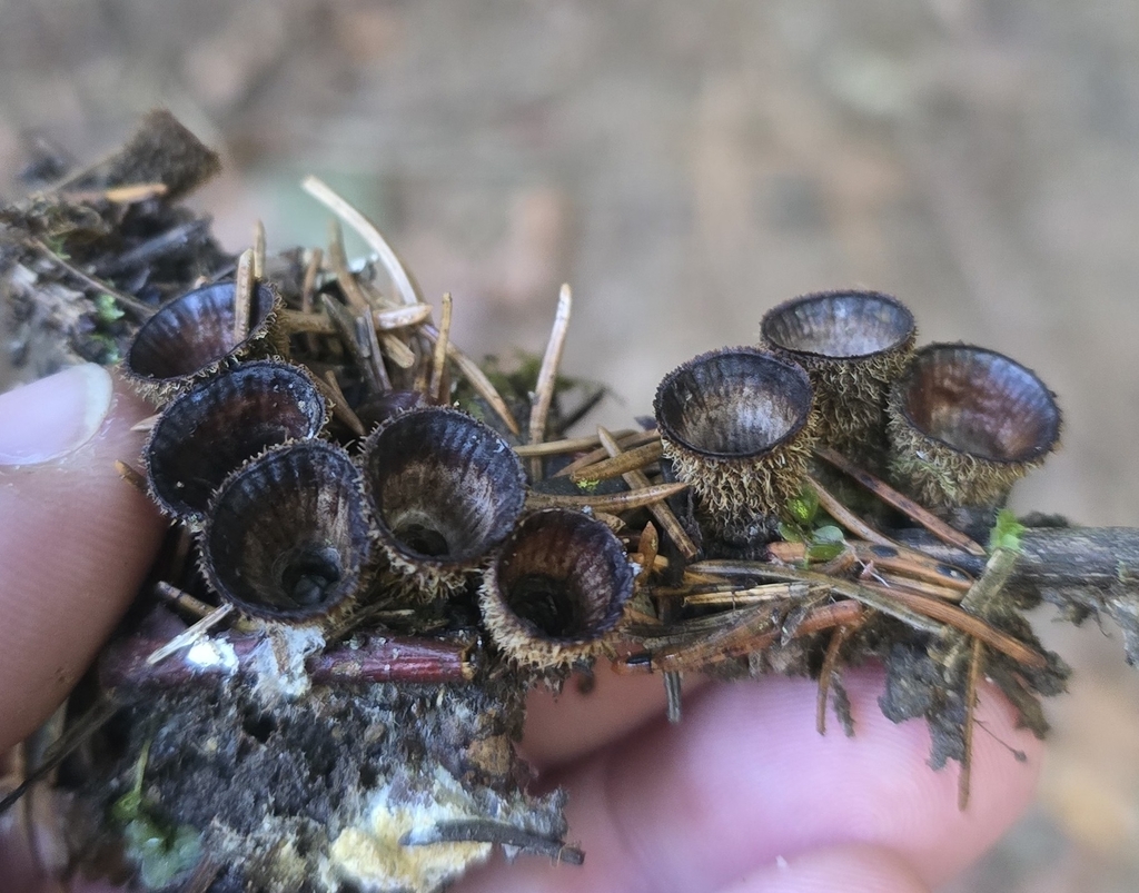 Cyathus striatus