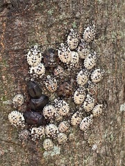 Antiteuchus mixtus