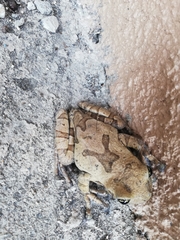 Trachycephalus quadrangulum