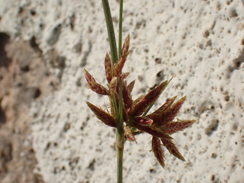 Nutgrass (Cyperus stoloniferus)