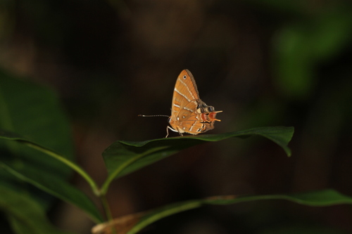 Saribia ochracea