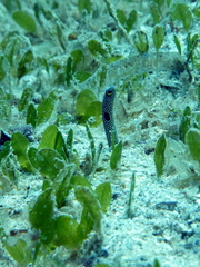 Heteroconger hassi