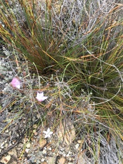 Prismatocarpus brevilobus