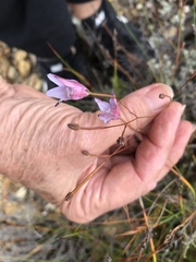 Prismatocarpus brevilobus