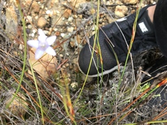 Prismatocarpus brevilobus