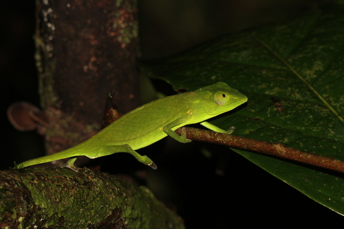 Marojejy Side-striped Chameleon, Calumma marojezense
