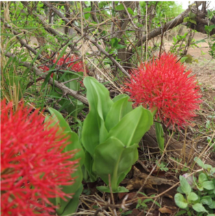 Scadoxus multiflorus image