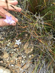 Prismatocarpus brevilobus