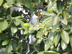 Melanerpes aurifrons