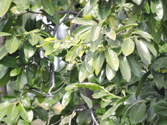 Melanerpes aurifrons