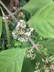 Callicarpa longifolia