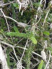 Melaleuca diosmifolia
