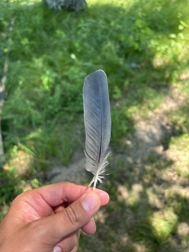 Plume de Héron vert
