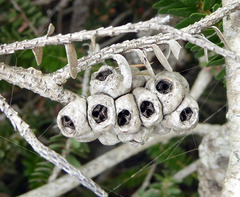 Melaleuca diosmifolia