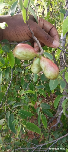 Xylopia bemarivensis