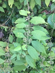 Callicarpa longifolia