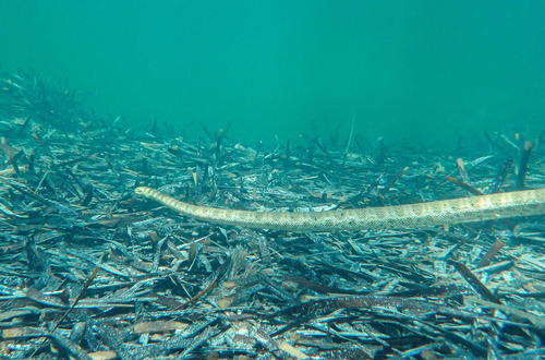 Olive-headed Sea Snake sighting