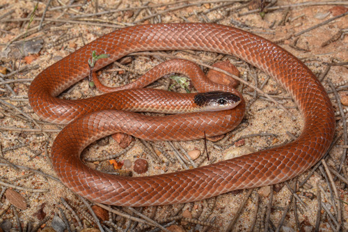 Inland Hooded Snake sighting