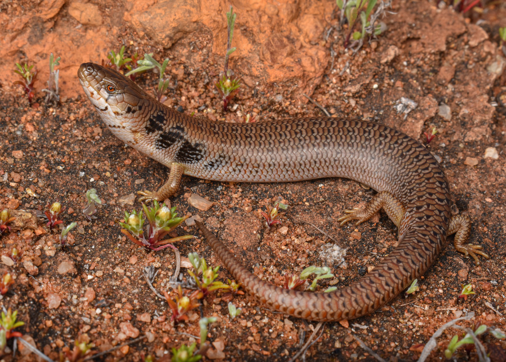 Common Slender Bluetongue
