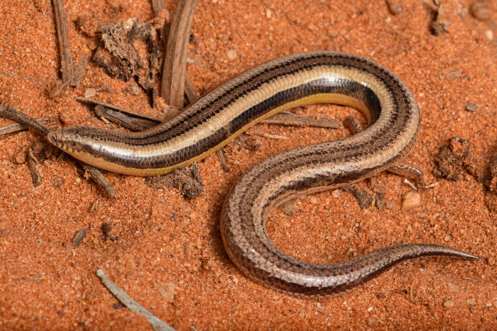 Gascoyne Broad-Blazed Slider