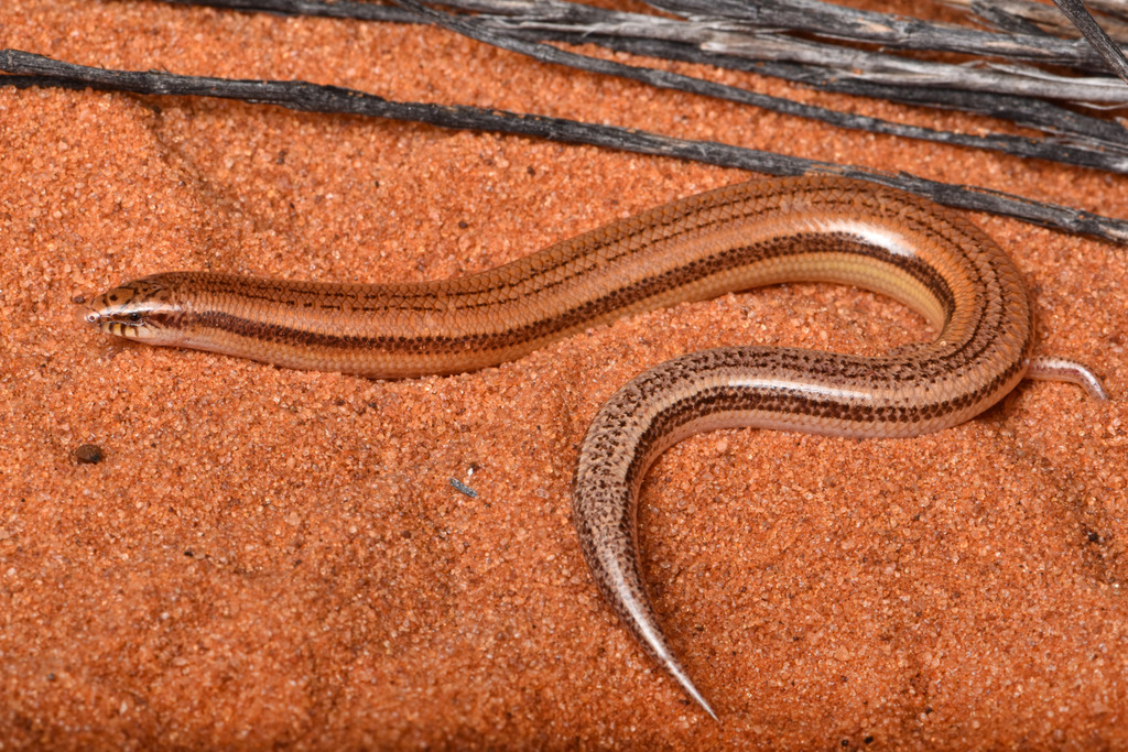 Kennedy Range Broad-Blazed Slider