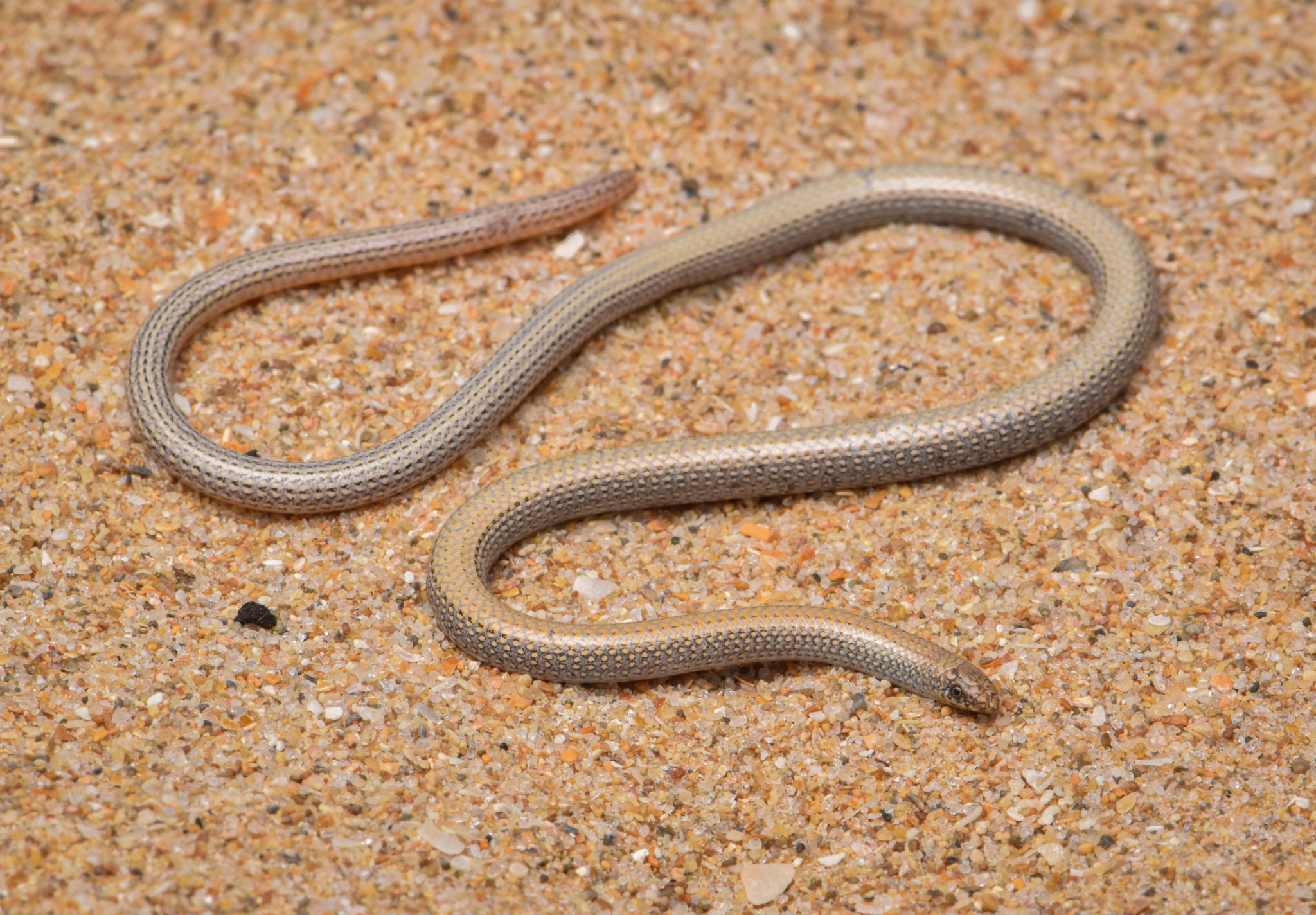 Gnaraloo Worm-Lizard photo 2