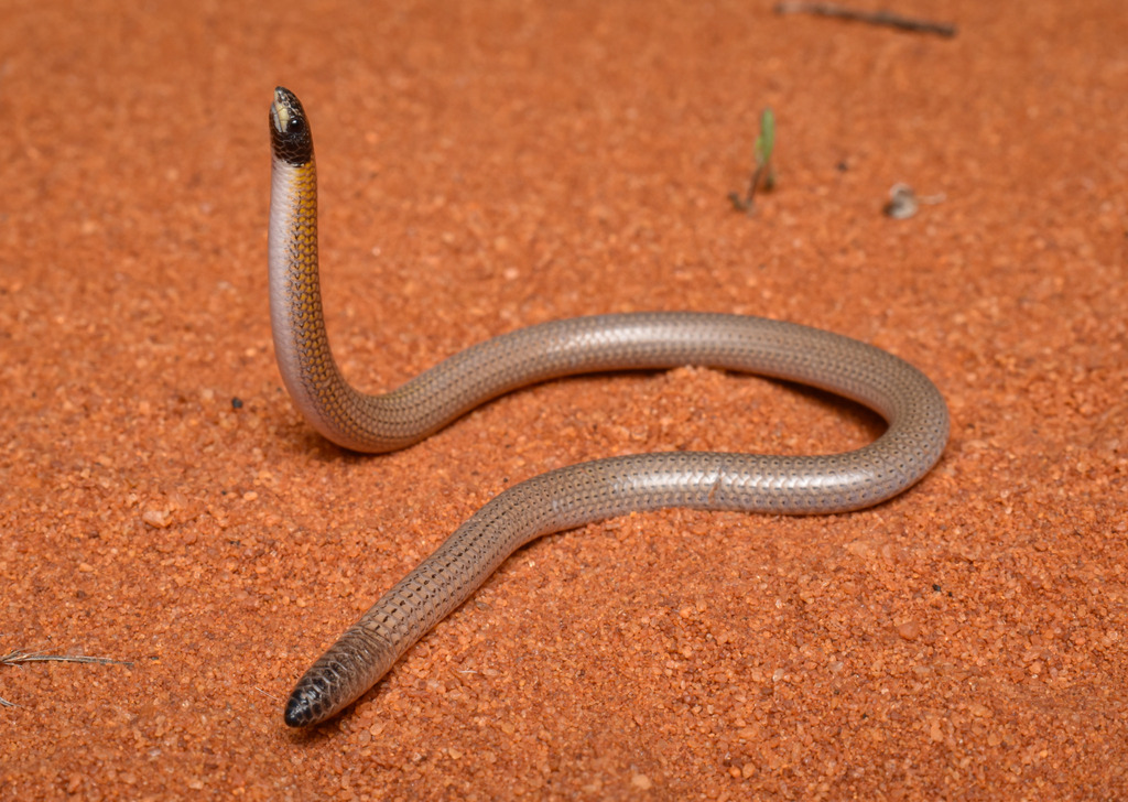 Zuytdorp Worm-Lizard