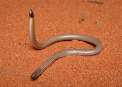 Zuytdorp Worm-Lizard photo 1