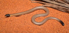 Zuytdorp Worm-Lizard photo 2