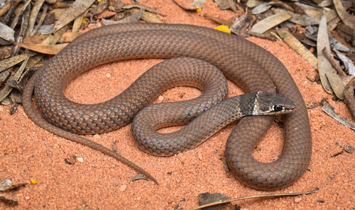 Black-necked Whipsnake sighting