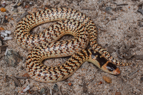 Narrow-banded Shovel-nosed Snake sighting