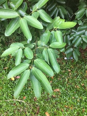 Cinnamomum iners