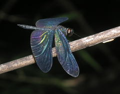 Rhyothemis plutonia