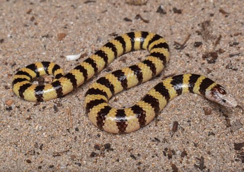 West Coast Banded Snake sighting