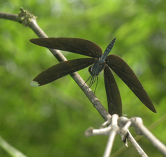 Rhyothemis plutonia