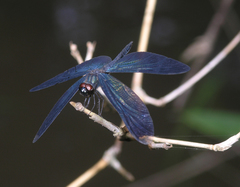 Rhyothemis plutonia