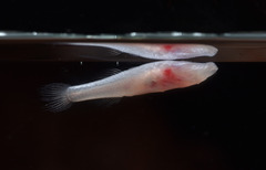 Blind Gudgeon photo 2