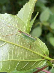 Cephalophlugis cephalotes